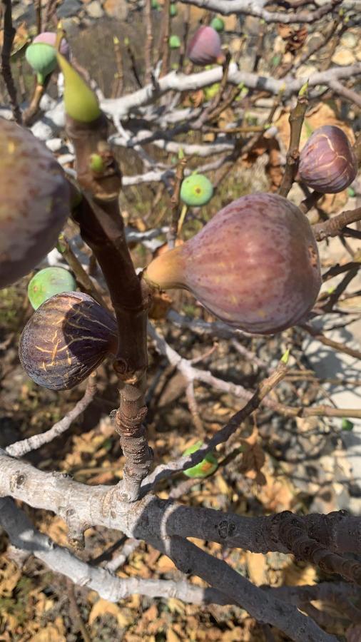 Willa Rural Jardines La Quinta El Paso Zewnętrze zdjęcie